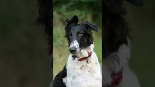 The Borzoi from Russia borzoi sighthound dogs [upl. by Ardnekahs383]