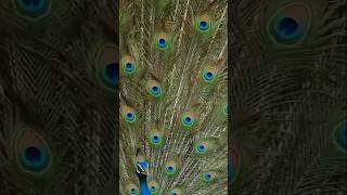 Peacock new video song bollywood hindisong 🦚🦚❤️❤️❤️ [upl. by Ayaet]