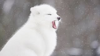 ARCTIC FOXES in the Snow [upl. by Lynnet470]