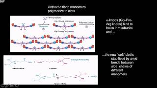 Clotting cascades [upl. by Screens]