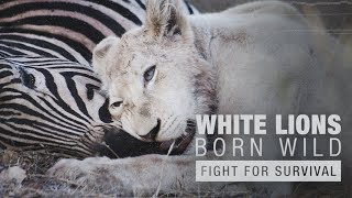 Battle for Life  White Lions Born Wild  Full Documentary [upl. by Micheil601]