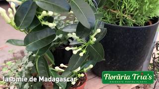 Floraria Trias  Iasomia de Madagascar frumusete si parfum natural pentru casa ta [upl. by Enahc655]