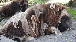 暑そうなジャコウウシ Muskox 2018 0701 [upl. by Nirehtac]