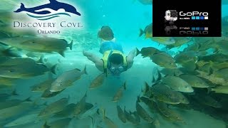 Discovery Cove Snorkeling with the GoPro Hero3 tropical fish stingrays exotic birds sharks [upl. by Bickart]