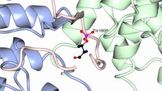 Cyclin dependent kinases and their activators [upl. by Brandea626]