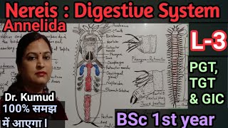 NereisDigestive System of NereisL3BSc 1st Year ZoologyTGTPGTGICDr Kumud STD Biology [upl. by Eniamor]