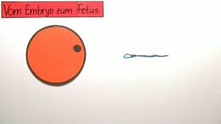 ENTWICKLUNG DES MENSCHEN  VOM EMBRYO ZUM FETUS  Biologie  Biologie des Menschen Mittelstufe [upl. by Notsud91]