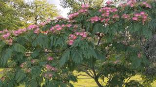 Albizia julibrissin var boubri [upl. by Atsirtal]