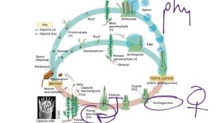 Moss Life Cycle [upl. by Davin]