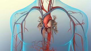 Structure and Function of the Heart Section 2 Cardiac Cycle [upl. by Lucho]