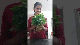 Methi paratha methi thepla viralsong trending food indianfood recipe cookingfood [upl. by Lew]