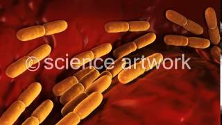 Lactobacillus Bulgaricus Bacteria stock video from science artwork [upl. by Gittel]