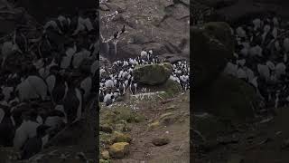 Common Murres at Depoe Bay [upl. by Arej]