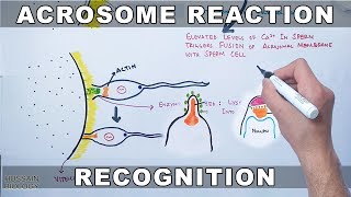 Acrosome Reaction in Sea Urchin [upl. by Sharp880]