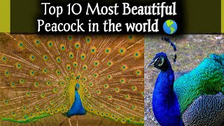 10 Most Beautiful Peacocks in the world 🦚🌎peacockbirds [upl. by Gnuh]