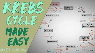 KREBS CYCLE MADE EASY  Krebs cycle Simple Animation Carbohydrate Metabolism Lesson [upl. by Seaddon64]