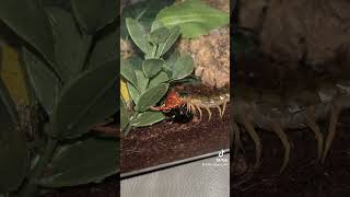 Centipede feeding centipede scolopendra invert invertebrates [upl. by Enitnemelc]