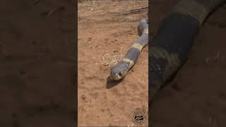 Snouted Cobra on the move africa snake venomous wildlife [upl. by Adroj]