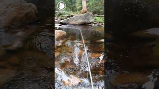 The ULTIMATE Brook Trout Hole [upl. by Sathrum684]