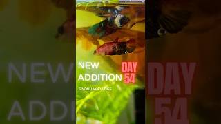 Day 54 New Tank Additions Betta Fish Guppies and Yellow Shrimp [upl. by Graner]