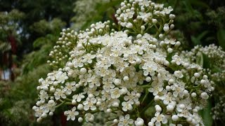 Photinia x fraseri Red Robin Fotinia TM VIDEOS Youtube [upl. by Pawsner]