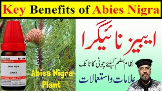 Abies Nigra Homeopathic Medicine  Gas  Stomach pain  Indigestion  How to use  Symptoms [upl. by Bruis]