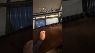 Horse hair care ☺️equestriangirl equestriansport equestrian hunterjumper horseriding [upl. by Dominus]