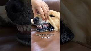 The golden retriever with cool titanium teeth animals love shorts [upl. by Xanthe]