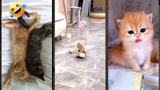 Funny Cats 2025 🐈‍⬛ funny cats moments 😸 FunnyCats Part 3880 [upl. by Ijneb]