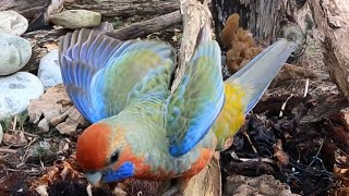 ADELAIDE ROSELLAS CRIMSON ROSELLAS [upl. by Auqinihs]