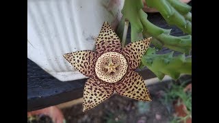 Orbea Variegata  Star flower  Stapelia Variegata [upl. by Royce]