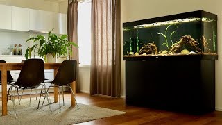 Geophagus Tapajos Red Head Fish Tank Update  New Aquarium Plant amp Dither Fish [upl. by Allanson]