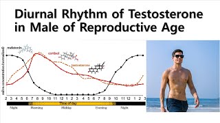 Diurnal Rhythm of Testosterone in Male of Reproductive Age [upl. by Nadnal]