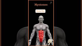 Myotome  a group of muscles which is innervated by single spinal nerve root h5nphysiotherapy [upl. by Letsyrk212]