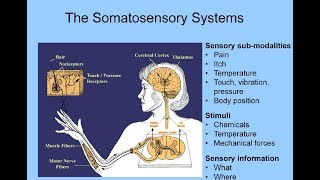 Somatosensory System [upl. by Ellak]