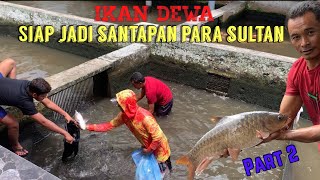 PANEN IKAN DEWA part 2 [upl. by Innob]