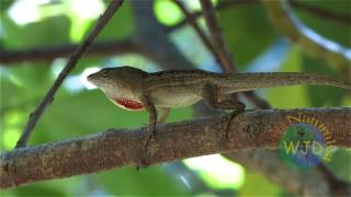 Brown anole Part 1 displays amp fighting [upl. by Serafina]