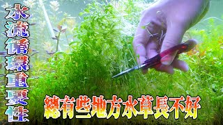 水草修剪篇8趁現在還沒太熱 趕快來修剪跟調整水草位置 另外送一些修剪下來的水草給大家The importance of water circulation to aquatic plants [upl. by Nitneuq666]