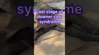 Downer cow syndrome l dr Umar khan [upl. by Goldstein]