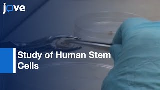 Analysis of Human dental pulp Stem Cells  Protocol Preview [upl. by Aicilram]