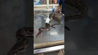 ദിവസങ്ങളോളം വലയിൽ കുരുങ്ങി കിടന്ന പാമ്പ് 🐍 Medical care for injured python urbansnakelife sarpa [upl. by Nahgiem]