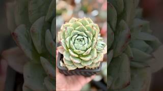 Echeveria ElationTippy echeveria succulent succulents succulentvarieties succulentobsession [upl. by Specht]