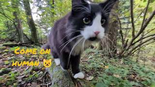 Norwegian Forest Cat Odin in quotTake the long Way Homequot Trailer [upl. by Tera]