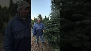 Elwood Christmas Tree Farm Discussing Tree Varieties  Turkish Fir [upl. by Euqirdor]