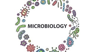 Shigella Microbiology Pathology MBBS [upl. by Kester458]