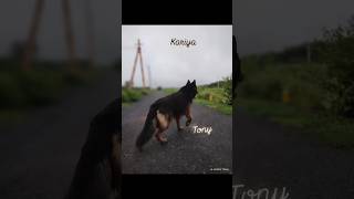 kariya germanshepherd Tony dharwad German shepherd dog tony GSD [upl. by Adaj]