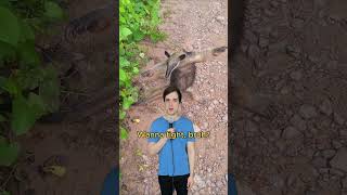 Beware the anteater comedy music parody of maneater by nellyfurtado 00smusic [upl. by Arahat]