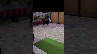 Beautiful Himalayan Sheepdog shortvideo himalayansheepdog doglover trending [upl. by Eves354]