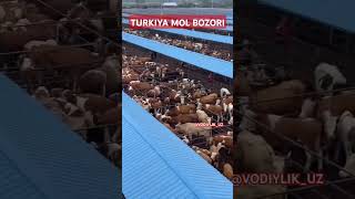 Mol bozoridan video buqa buqaboqish buqalar mol qoy cow qoybozor molbozor hokiz rek bull [upl. by Ameerak]