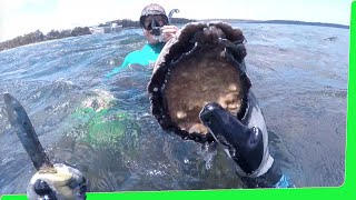 Massive Abalone Oyster amp Mussel Feast  Tasmania Seafood EP465 [upl. by Calderon746]